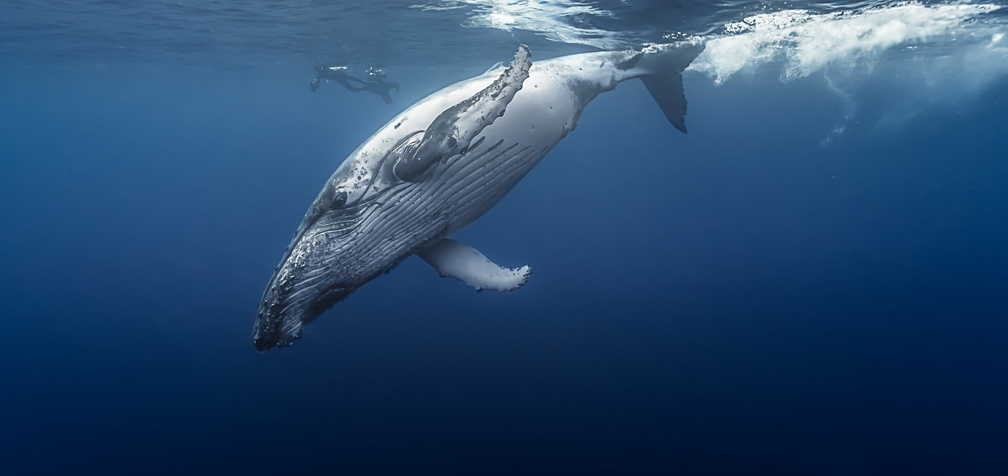 Gorgeous humpback whale, Runion island - France.